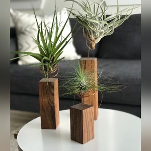 Air plant stand